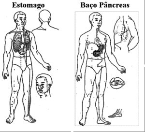 Os Meridianos e Sua Funções – Como mantê-los sadios  02 – Estômago e Baço Pâncreas