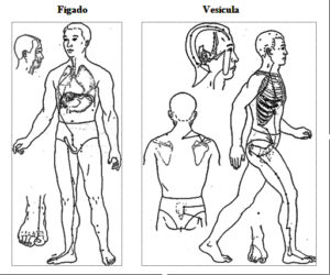 Programa 26 09 22 – Os Meridianos e Suas Funções – Como Mante- los Sadios – Sentindo o Tai Chi Sentado e Alongamento dos MEridianos da Vesicula e do Fígado