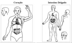 Os Meridianos e Sua Funções – Como mantê-los sadios  03 – Coração e Intestino Delgado
