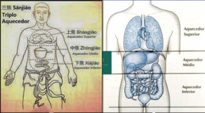 Programa 17 10 22 – Função dos Órgãos, física e espiritual, de acordo com a Medicina Chinesa 2ª Parte