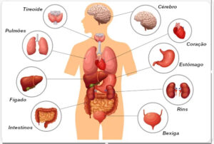 Programa 10 10 22 – Função dos Órgãos, física e espiritual, de acordo com a Medicina Chinesa